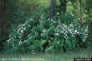 Multiflora rose around a tree - click for larger image