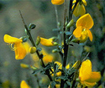 Scotch broom flowers - click for larger image