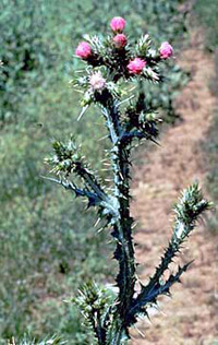 Slenderflower thistle plant