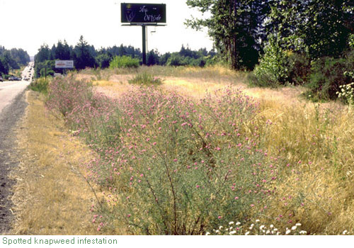 spotted knapweed infestation - click for larger image