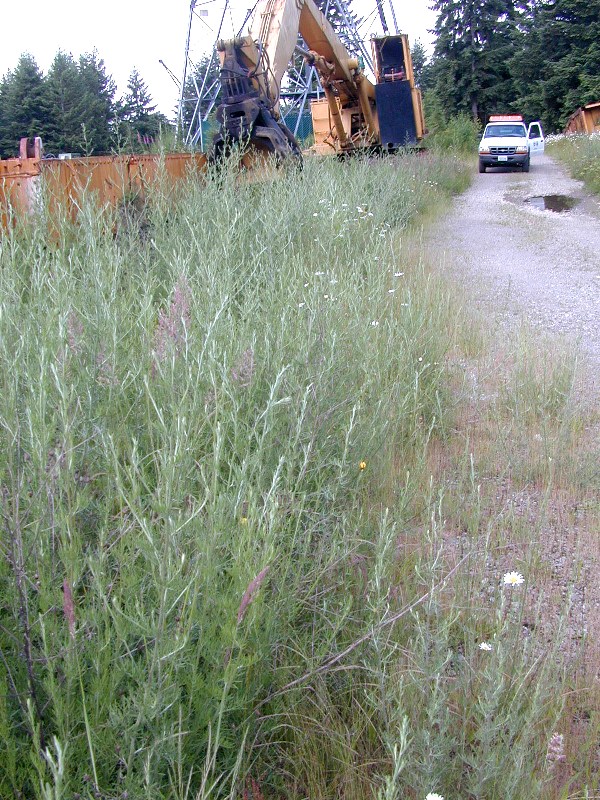 spotted knapweed on a construction site - click for larger image