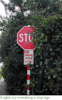 english ivy overtaking a stop sign