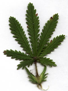 sulfur cinquefoil leaf closeup