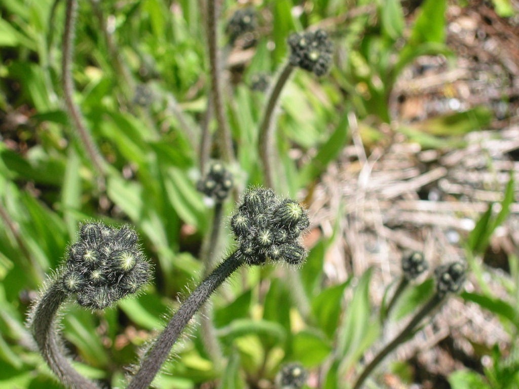 tall hawkweed - Hieracium piloselloides buds