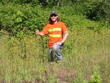 tall hawkweed - Hieracium piloselloides infestation - click for larger image