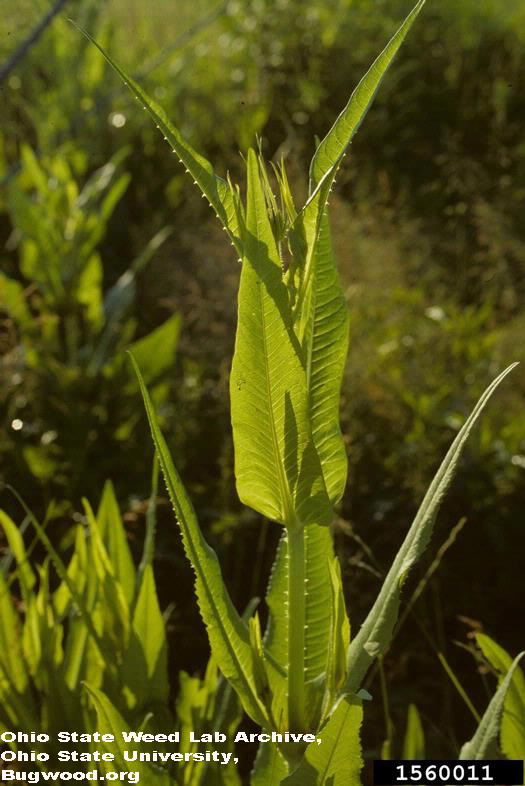 Common teasel, Dipsacus fullonum stem with leaves