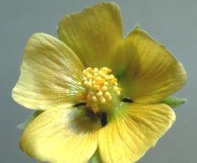 Velvetleaf flower closeup - click for larger image