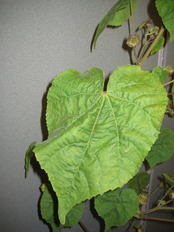 Velvetleaf leaf closeup