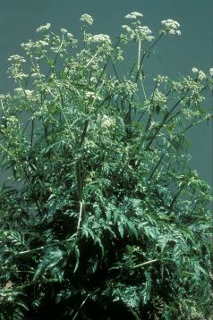 wild chervil - click for larger image