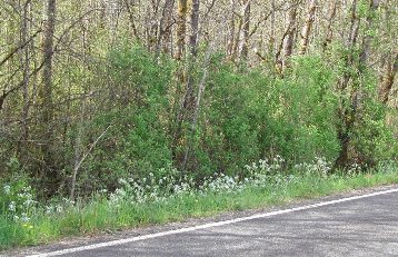 wild chervil on the roadside - click for larger image