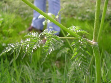 wild chervil stem and leaf - click for larger image