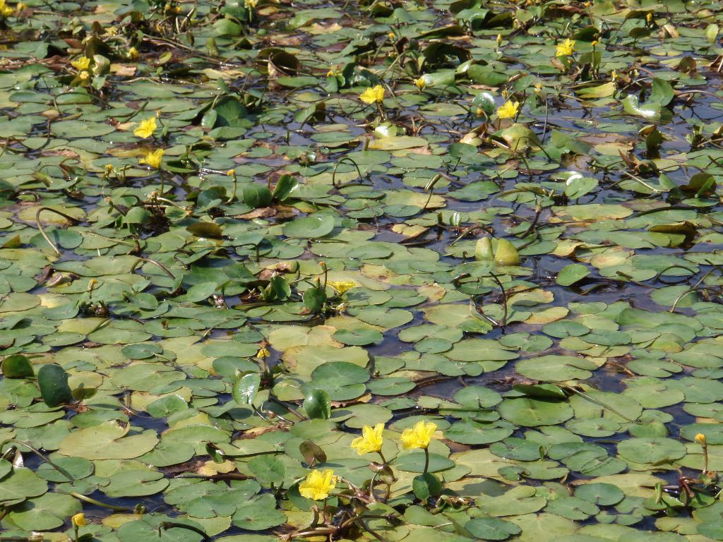 Yellow floating heart plants in pond- Nymphoides peltata