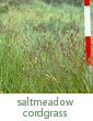 saltmeadow cordgrass