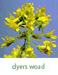dyer's woad