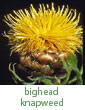 bighead knapweed