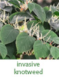 invasive knotweed