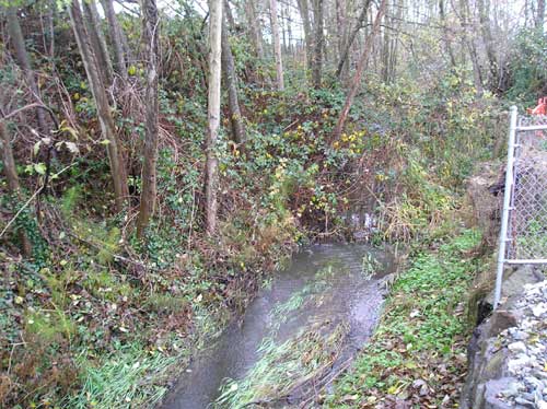 Photo of Miller Creek east of SR509 showing mix of native and non-native trees and shrubs