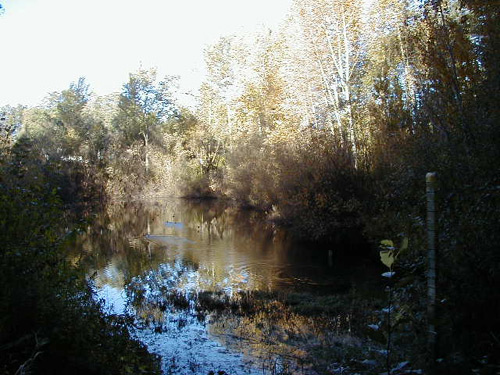 Photo of a pond surrounded by trees