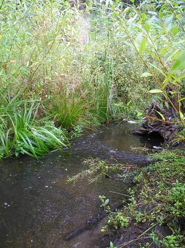 Photo of willows planted along Miller Creek on Port of Seattle property