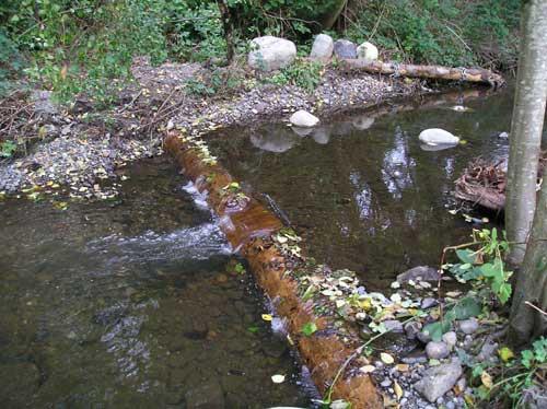 Photo of tree trunks cabled in place in Miller Creek
