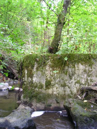 Photo of Miller Creek showing concrete block in stream with tree growing on top