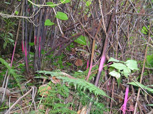 Photo of Miller Creek showing stand of knotweed that has been controlled with herbicide