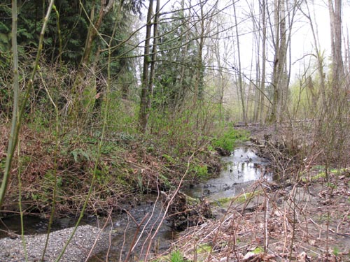 Photo of small stream flowing through forest