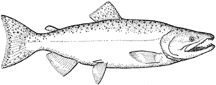 Chinook salmon - Oncorhynchus tshawytscha