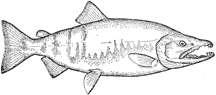 Chum salmon - Oncorhynchus keta