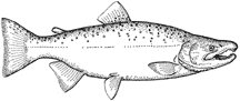 Coho salmon - Oncorhynchus kisutch