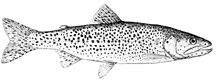 Cutthroat trout - Oncorhynchus clarki