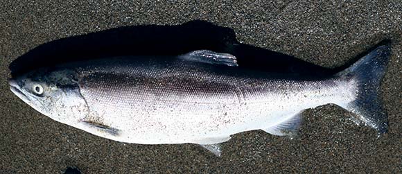 Silver kokanee salmon on the beach