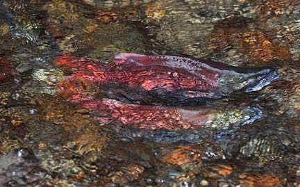 Kokanee pair up to spawn in restored habitat in Ebright Creek, Sammamish